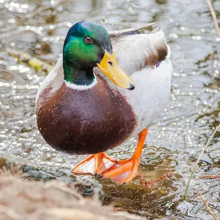 Normandy Oda ve Kahvaltı Montbray