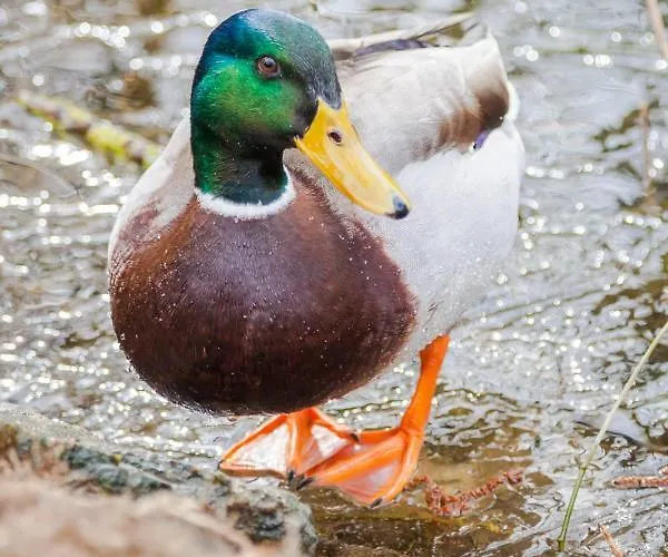 Normandy Bed & Breakfast Montbray